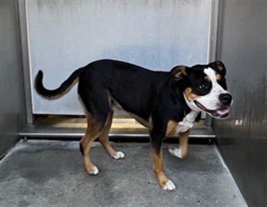 MILO - Pit Bull Terrier available for adoption