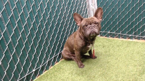 SCOOTER - French Bulldog available for adoption