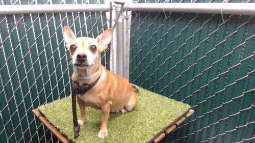 GINGER COOKIE - Chihuahua available for adoption
