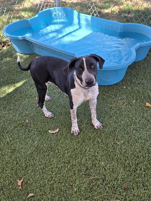 PRISSY - German Shorthaired Pointer available for adoption