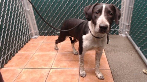 PRISSY - German Shorthaired Pointer available for adoption