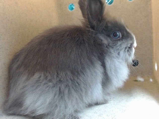 BLUEY - Lionhead available for adoption