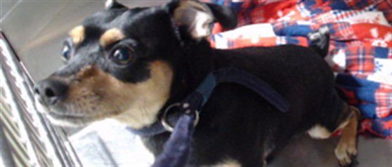 KINGSTON - Miniature Pinscher available for adoption