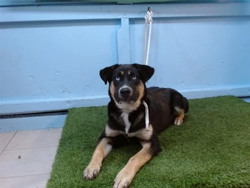 SLY - German Shepherd Dog / Siberian Husky available for adoption