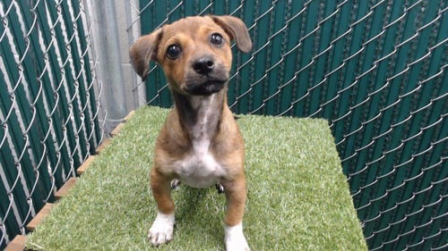 COPPER - Chihuahua available for adoption