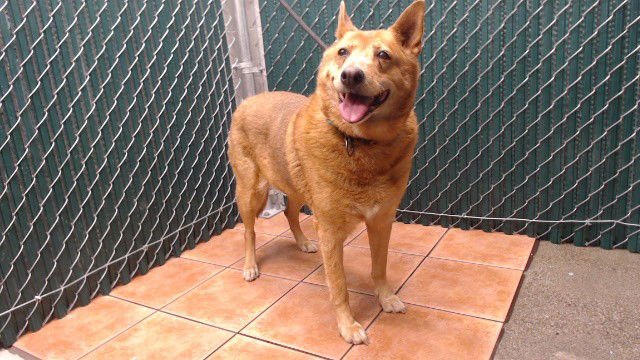 DONNA - German Shepherd Dog available for adoption