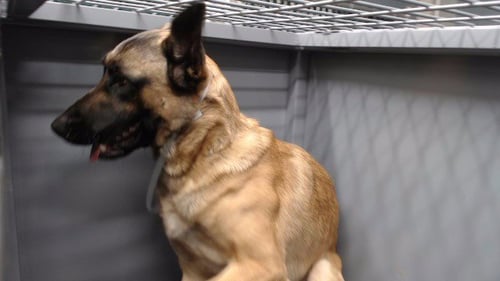 APOLLO - Belgian Shepherd Malinois available for adoption