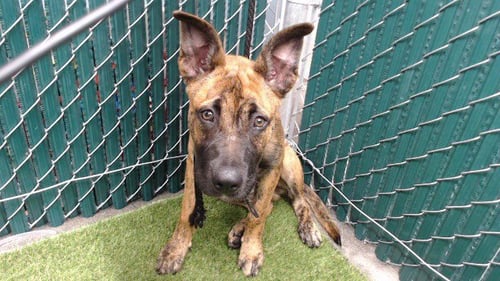 FIDO - German Shepherd Dog / Pit Bull Terrier available for adoption