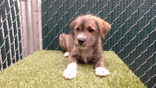 LUMI - Terrier available for adoption