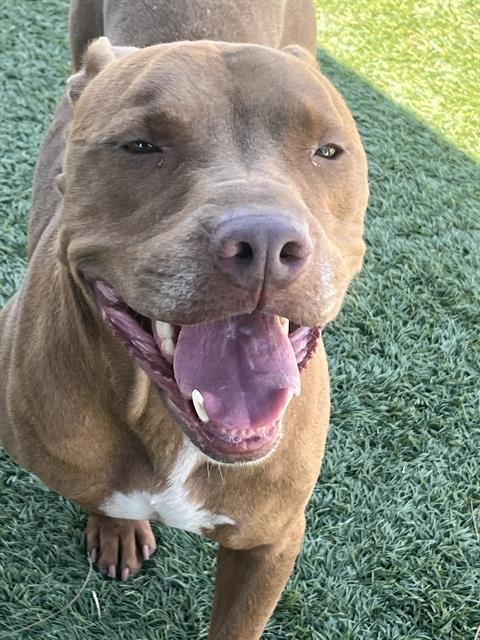 RUSTY - Pit Bull Terrier available for adoption
