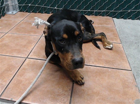 PEANUT - Rottweiler available for adoption
