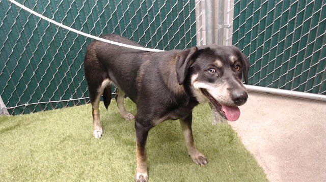 KIERA - Labrador Retriever / German Shepherd Dog available for adoption