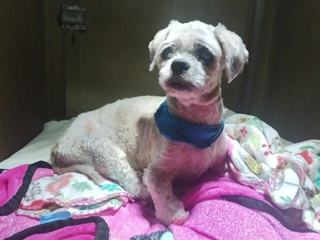 BAM BAM - Shih Tzu available for adoption