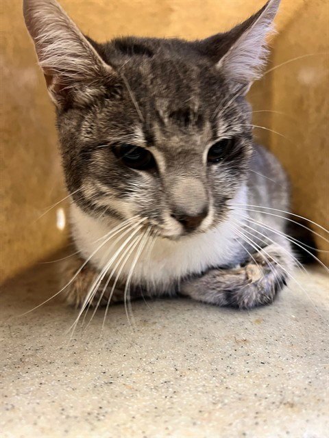BABY BOY - Domestic Short Hair available for adoption
