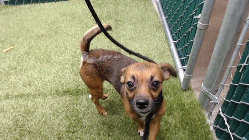 POTATO - Chihuahua available for adoption