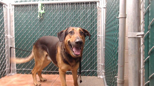 PEPPERMINT BARK - German Shepherd Dog available for adoption