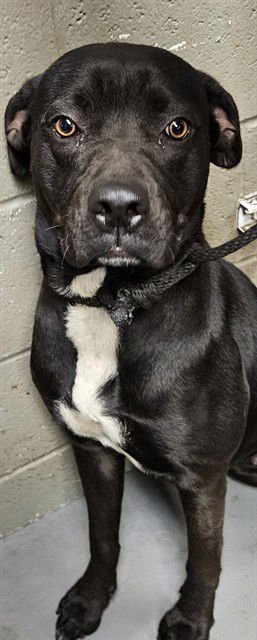 BOOGIE - Pit Bull Terrier / Labrador Retriever available for adoption
