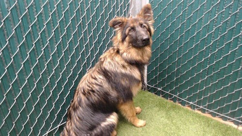 EVEREST - German Shepherd Dog available for adoption
