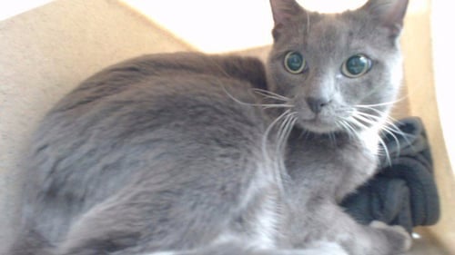 KITTY - Domestic Short Hair available for adoption