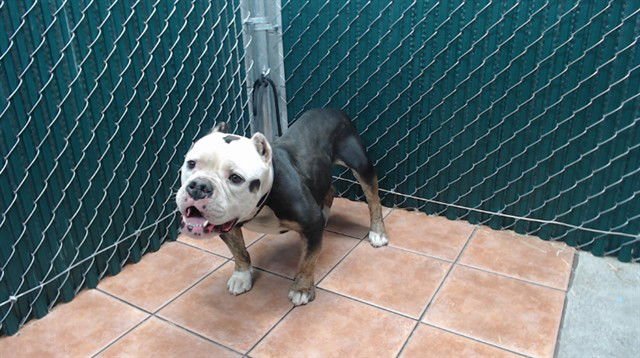 COWBOY - Pit Bull Terrier available for adoption