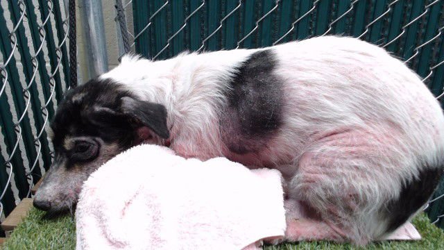 MAXY - Terrier available for adoption