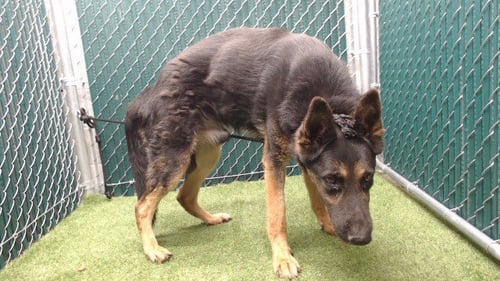 KING - German Shepherd Dog available for adoption