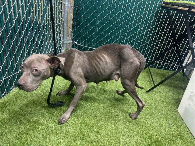 KYLIE - Pit Bull Terrier available for adoption