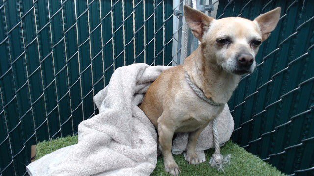 SYDNEY - Chihuahua available for adoption