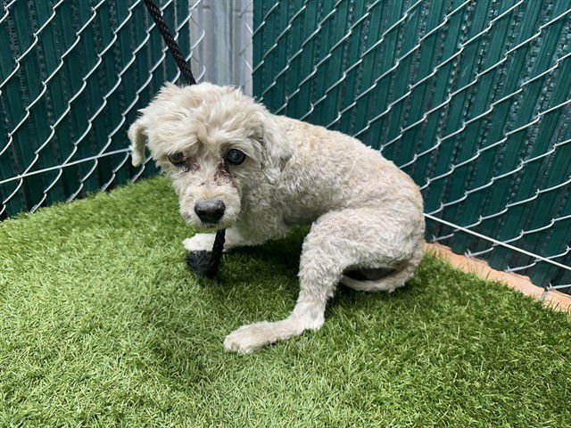 BILLY - Poodle (Miniature) available for adoption