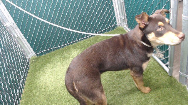 WOODY - German Shepherd Dog / Doberman Pinscher available for adoption