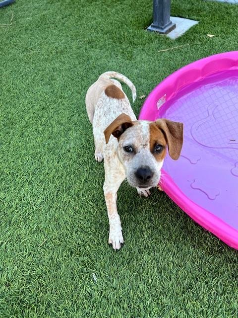 BROOKE - Australian Cattle Dog/Blue Heeler available for adoption
