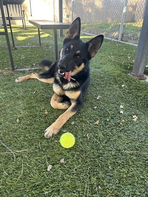 JILL - German Shepherd Dog available for adoption