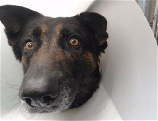EDDIE - German Shepherd Dog available for adoption