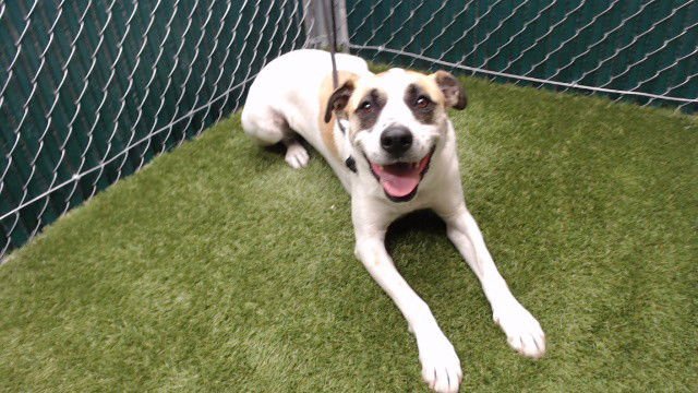 RAMEE - English Foxhound available for adoption