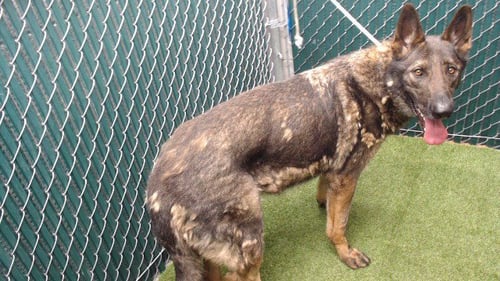 DIRK - German Shepherd Dog available for adoption
