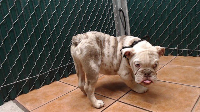 FETTY - English Bulldog available for adoption