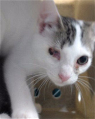 ALADDIN - Domestic Short Hair available for adoption