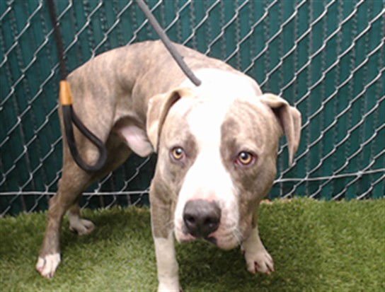 TIMBER - Pit Bull Terrier available for adoption