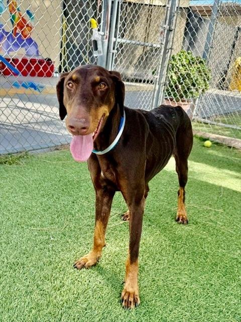 SUNDAY - Doberman Pinscher available for adoption