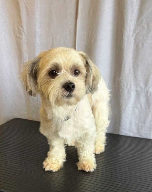 KRISTOFFERSON - Shih Tzu available for adoption