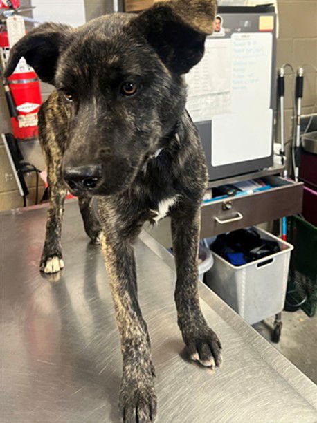 UNO - German Shepherd Dog available for adoption