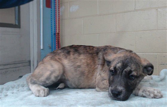 EMELIO - German Shepherd Dog available for adoption