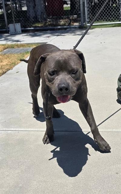 BOSTON - Pit Bull Terrier available for adoption