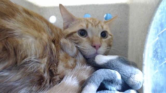 FRANKIE - Domestic Short Hair available for adoption