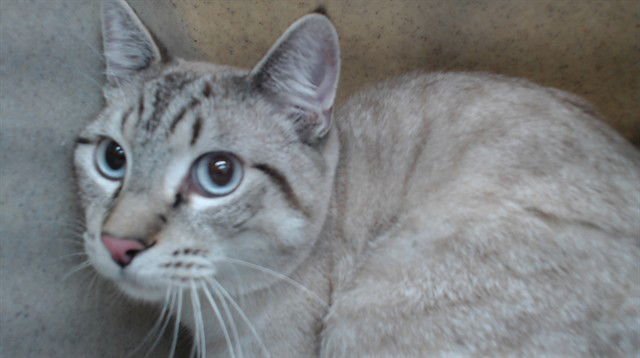 MELO - Domestic Short Hair available for adoption