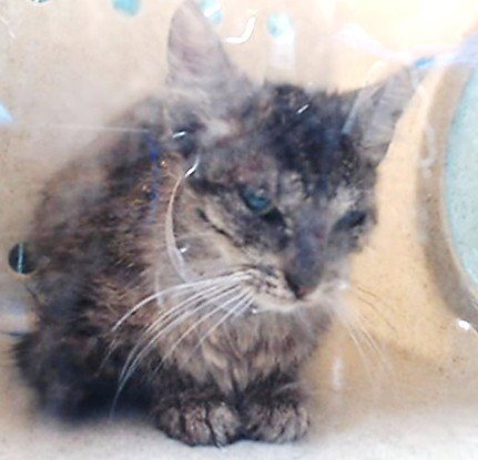 POLLY - Domestic Short Hair available for adoption