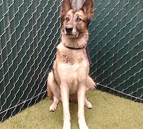 ALLEN - Siberian Husky available for adoption