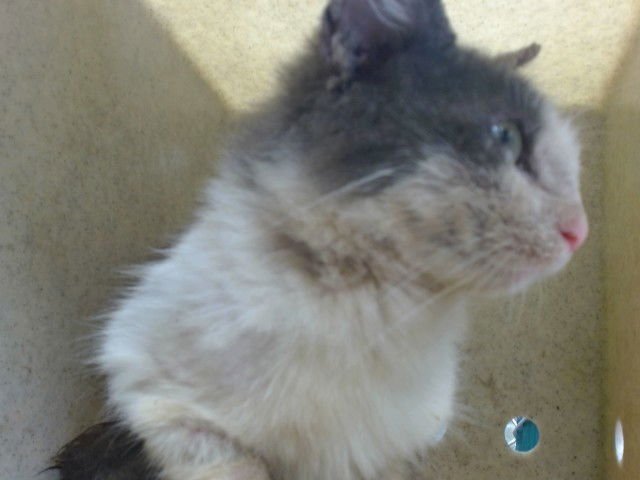 KIRINA - Domestic Short Hair available for adoption