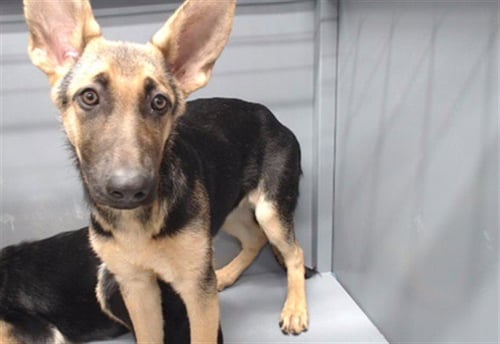 BELLA - German Shepherd Dog available for adoption