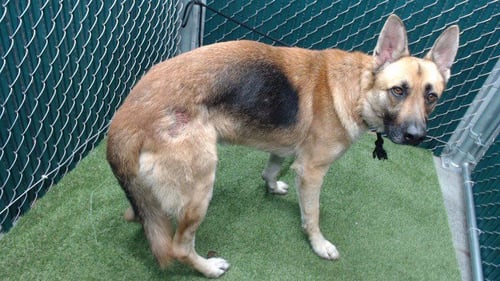 ASH - German Shepherd Dog available for adoption